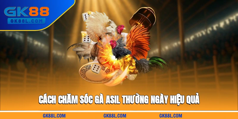 cach-cham-soc-ga-asil-thuong-ngay-hieu-qua-gk88l.com