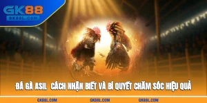 da-ga-asil-cach-nhan-biet-va-bi-quyet-cham-soc-hieu-qua-gk88l-com