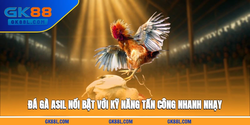 da-ga-asil-noi-bat-voi-ky-nang-tan-cong-nhanh-nhay-gk88l.com